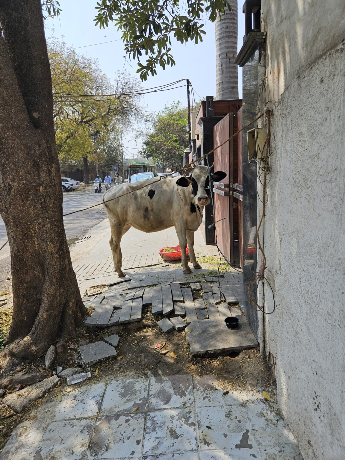 Heilige koe staat vastgebonden langs een straat in India met voerbak en rode schaal.