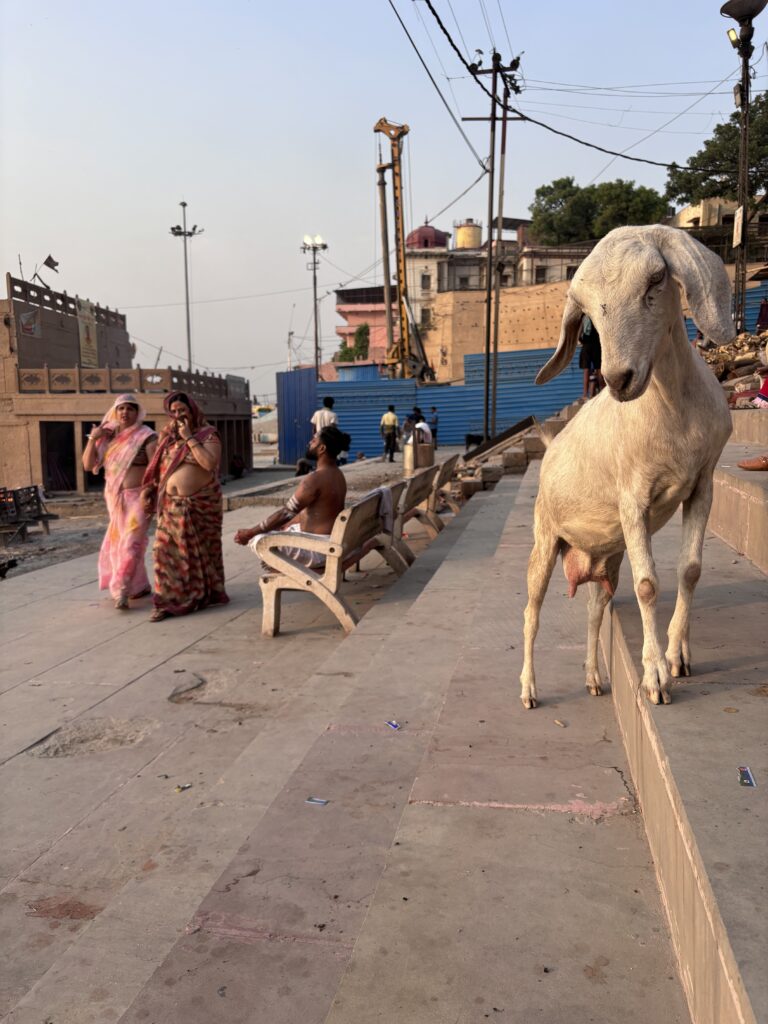 Geit staat op de trappen langs de ghats in Varanasi met lokale mensen op de achtergrond.