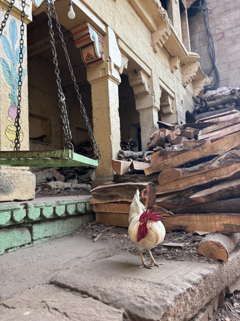Witte haan voor stapels brandhout gebruikt voor crematies aan de ghats van Varanasi, India.