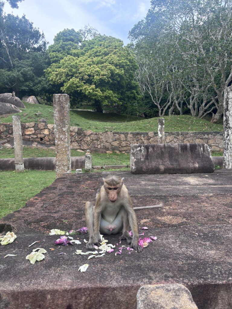 Aap zit op een oude stenen tempelstructuur tussen verspreide bloemblaadjes.