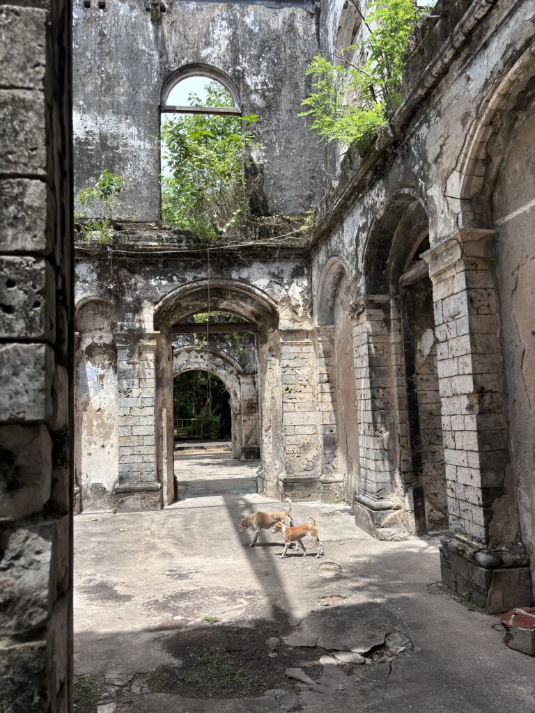 Twee honden lopen door een vervallen stenen ruïne met bogen en doorgangen, overgroeid met planten.