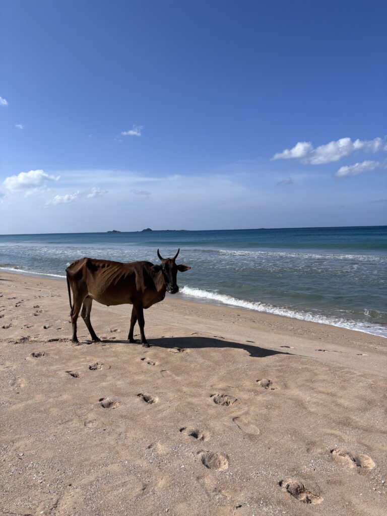 Bruine koe staat op het zandstrand van Nilaveli met de zee en blauwe lucht op de achtergrond.