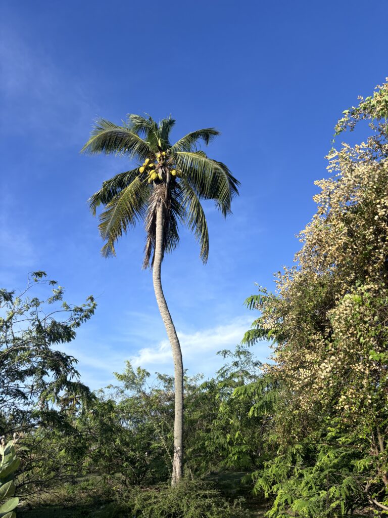 Een hoge kokospalm met gele kokosnoten tegen een heldere blauwe lucht, omringd door groene tropische bomen.