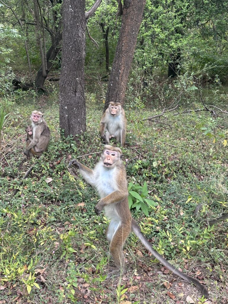 Drie apen in een groen bos, waarvan één rechtop staat terwijl de anderen zitten tussen de bomen.