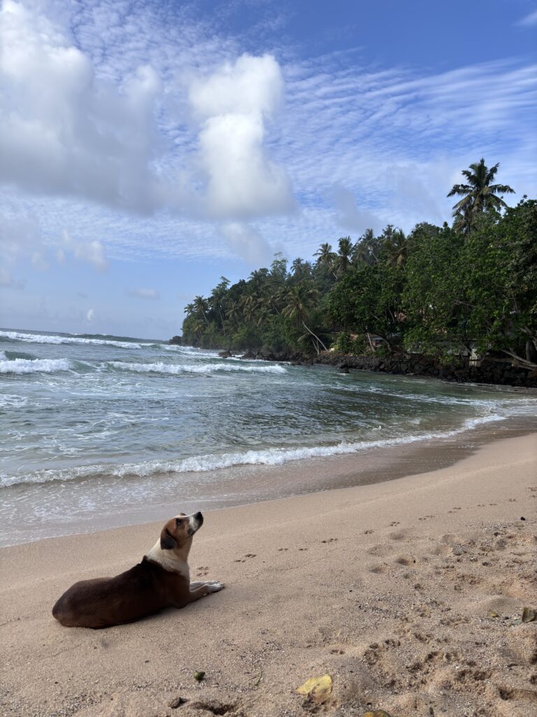 Hond ligt op het zandstrand met uitzicht op zee en palmbomen langs de kustlijn.