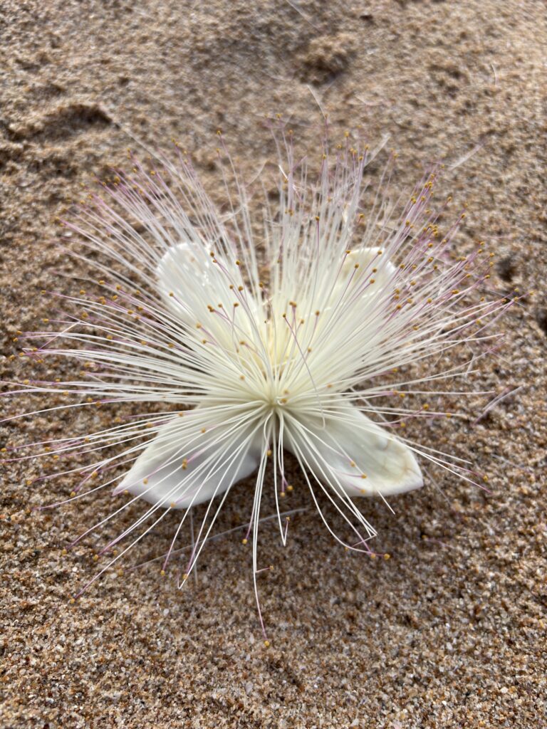 Witte bloem met lange sierlijke meeldraden ligt op zandstrand.