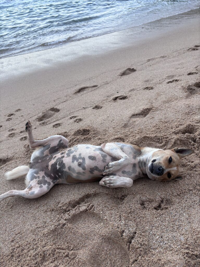Hond ligt speels op zijn rug in het zand langs de kustlijn met zee op de achtergrond.
