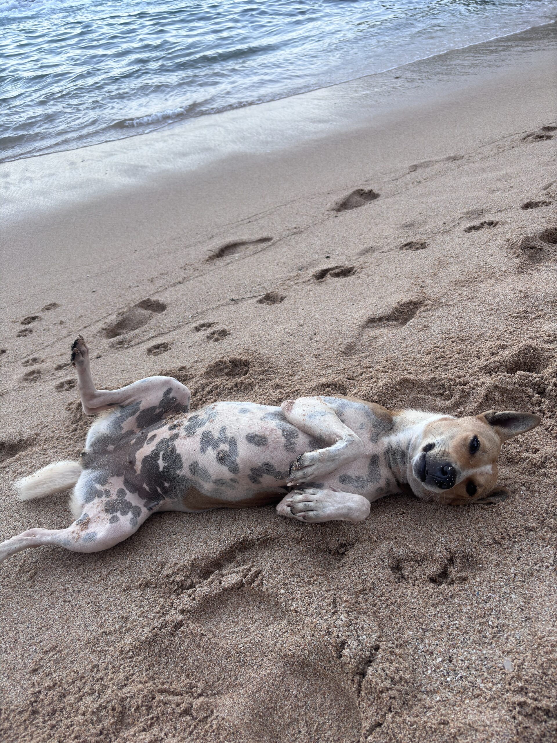Hond ligt speels op zijn rug in het zand langs de kustlijn met zee op de achtergrond.