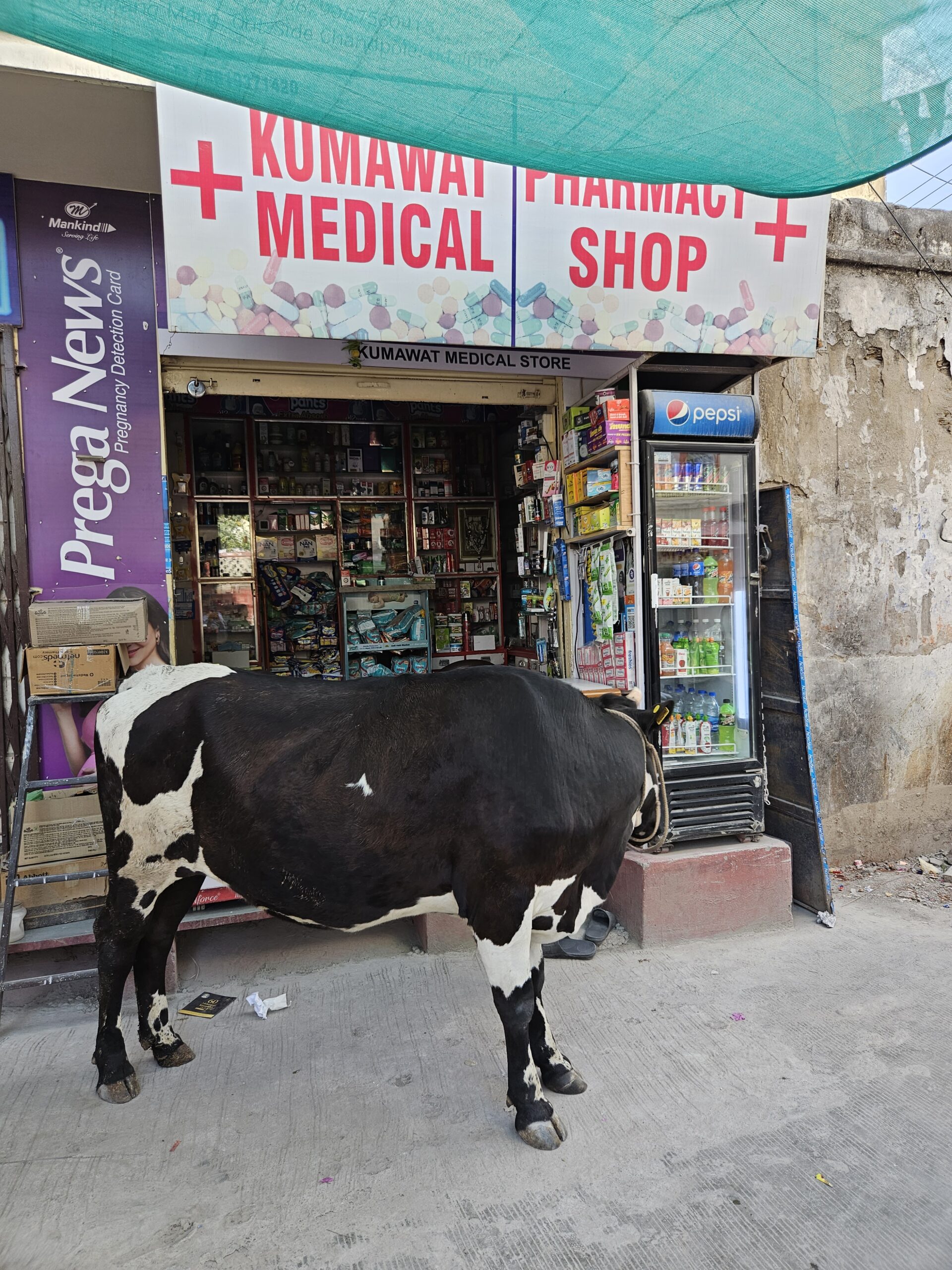 Zwart-witte koe staat voor een apotheek in India, met een medische winkel en drankkoelkast op de achtergrond.